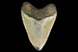 Fossil Megalodon Tooth - North Carolina #147534-2